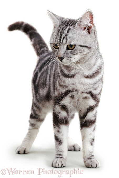 Silver tabby Peregrine standing, showing cat's narrow chest, white background