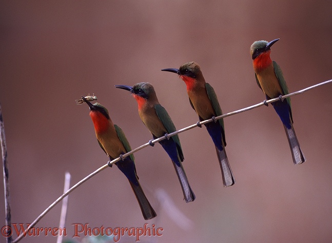 Red-throated Bee-eater (Merops bulocki) with grasshopper, others on the lookout for prey