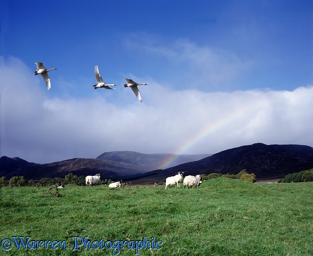 Whooper Swans (Cygnus cygnus) in flight over sheep