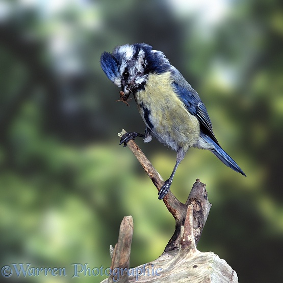 Blue Tit (Parus caeruleus) raising crest while waiting to take food to its young