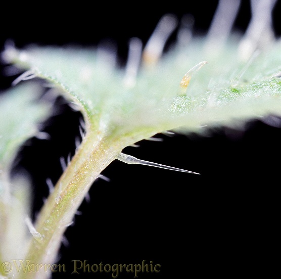 Stinging hair of Nettle (Urtica dioica) x 12