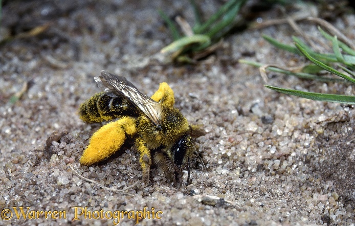 Hairy-legged Mining Bee (Dasypoda hirtipes) female carrying pollen digging at the entrance of its burrow