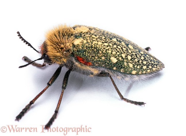 Brush Jewel beetle (Julodis species).  Southern Africa, white background