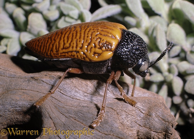 Orange Jewel Beetle (Sternocerca hildebrandti)