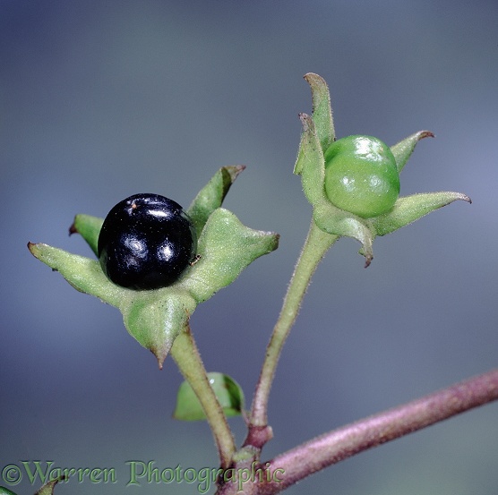 Deadly Nightshade (Atropa bella-donna) berries.  Europe