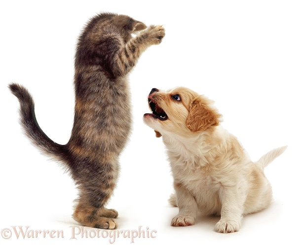 Playful blue tabby kitten, about to pounce on Cavalier x Spitz puppy. Both 8 weeks old, white background