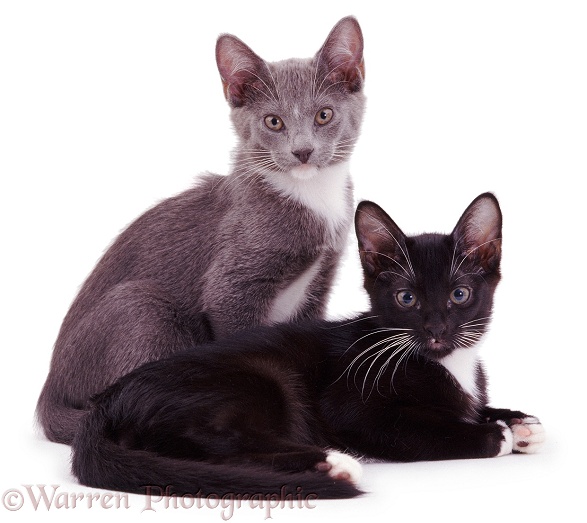 Pansy's blue and black kittens, 10 weeks old, white background