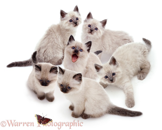Six Colourpoint kittens in a group, white background