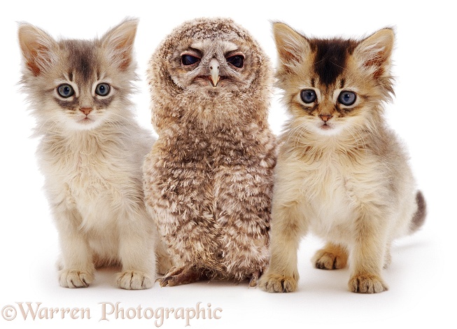 Baby Tawny Owl and Somali kittens, white background