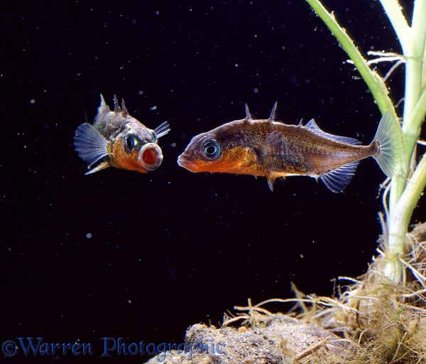 Three-spined Stickleback (Gasterosteus aculeatus) males in territorial dispute