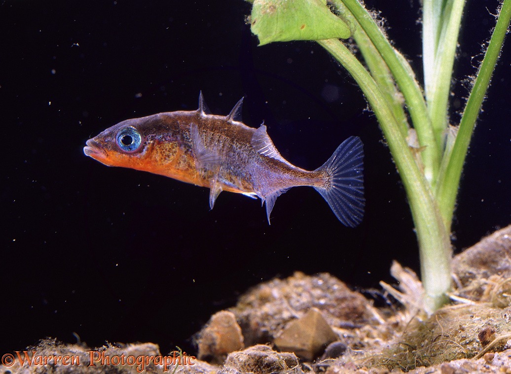 Three-spined Stickleback (Gasterosteus aculeatus) male with spines raised in "s-display"