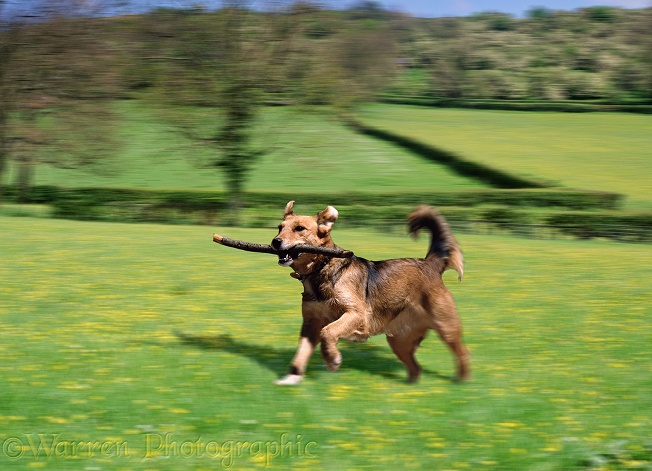 Lakeland Terrier x Border Collie bitch Bess carrying a stick
