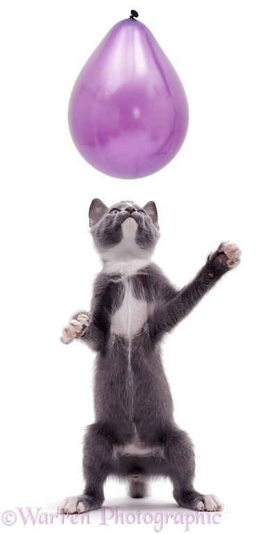Kitten reaching up at a balloon, white background