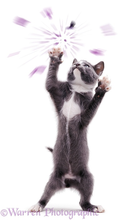 Kitten reaching up and exploding a balloon, white background