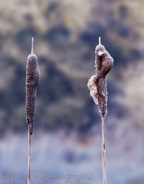 Frosty Bull Rush (Typha latifolia) seedheads