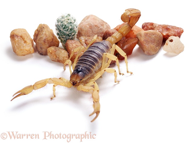 Desert scorpion (unidentified).  Southern USA, white background