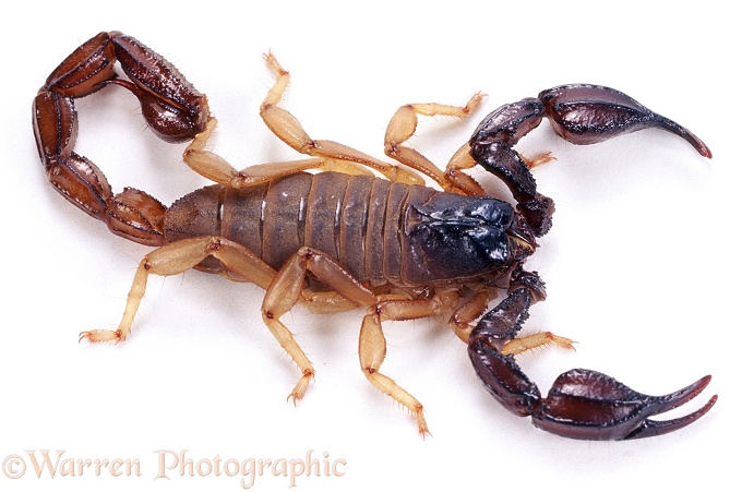 Sand Scorpion (Urodacus novaehollandiae).  South and Western Australia, white background