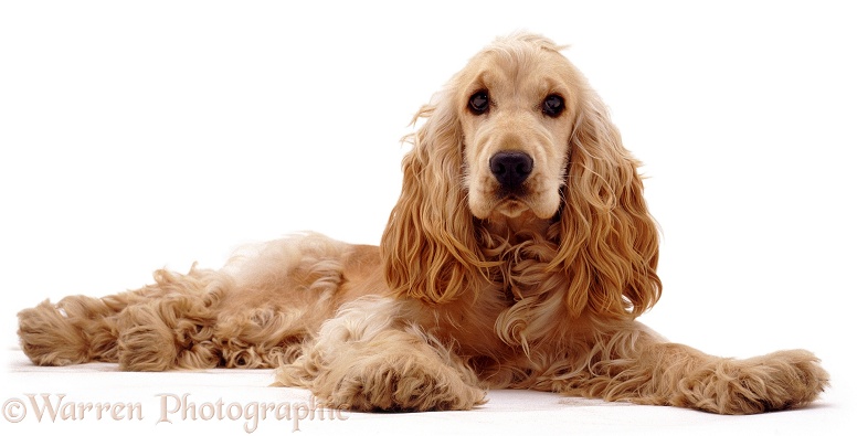 Golden Cocker Spaniel, Bee, lying, white background