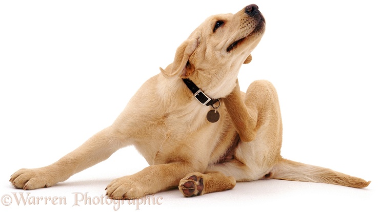 Yellow Labrador scratching its neck, white background
