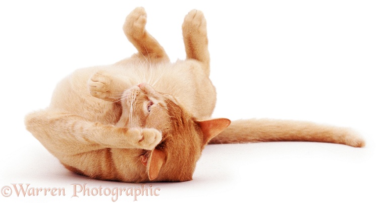 Red Burmese male cat Ozzie rolling, white background