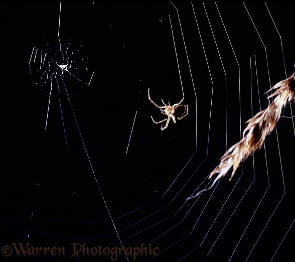 Orb-web Spider (Meta segmentata) building web