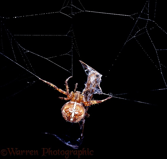 Garden Spider (Araneus diadematus) binding cranefly prey.  Europe