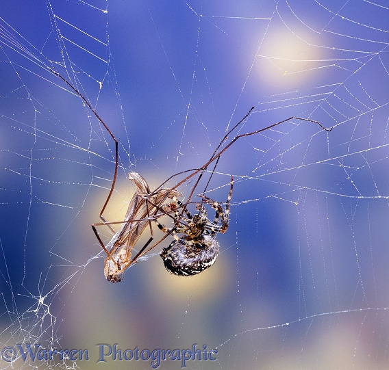 Garden Spider (Araneus diadematus) female in web with cranefly prey.  Europe