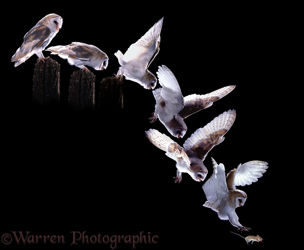 Barn Owl (Tyto alba) taking a Field Mouse: sequence showing owl launching itself from a fence post