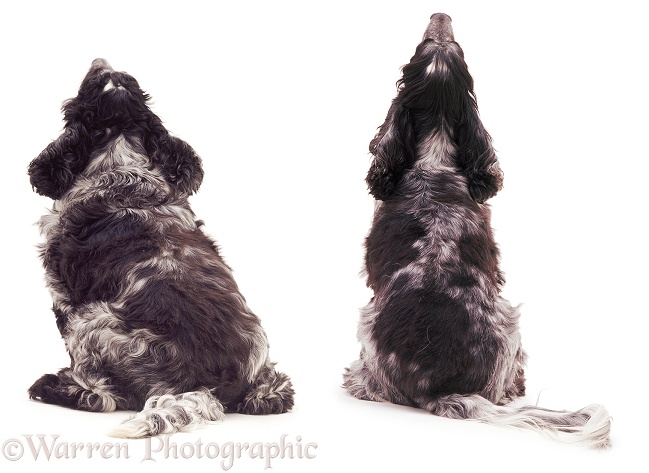 Blue Roan Cocker Spaniel Fidget, before and after a 6 month diet, white background