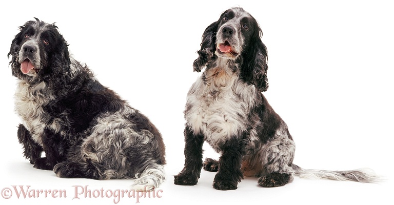 Blue Roan Cocker Spaniel Fidget, before and after a 6 month diet, white background