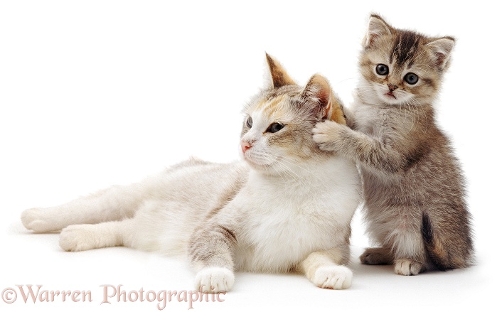 Silver tortoiseshell-and-white mother cat Pearl with her brown ticked tabby kitten, 8 weeks old, white background