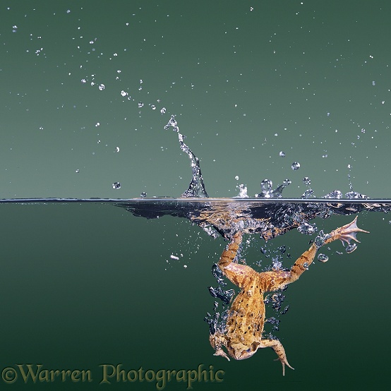 Common Frog (Rana temporaria) diving into clear water