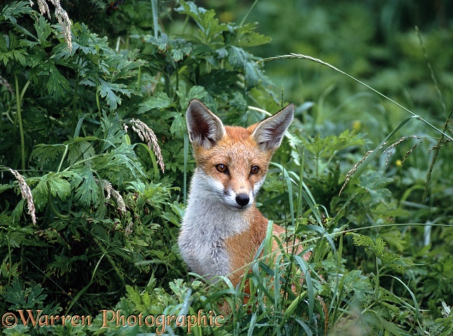 Red Fox (Vulpes vulpes) portrait of cub