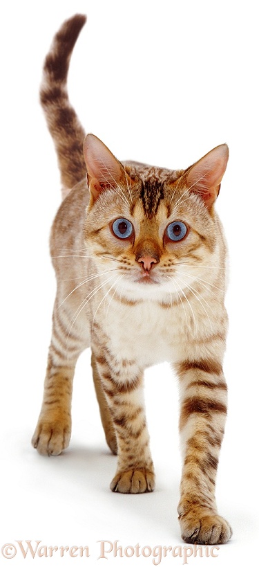 Blue-eyed Sepia-spotted Bengal male cat Lynx, walking, white background