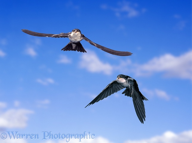 House Martin (Delichon urbica) juveniles learning to fly