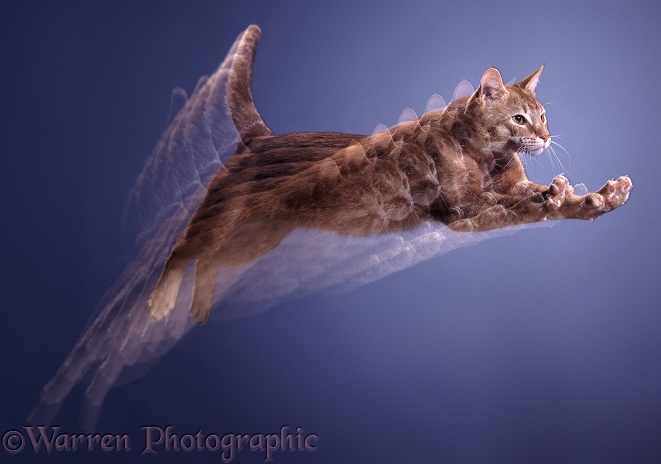 Red Burmese cat leaping: 7 strobe images
