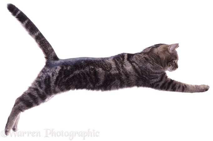 Tabby Cat leaping (series No 2), white background