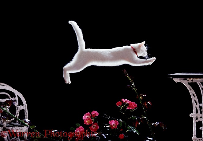 White Cat Pyramus, leaping over roses
