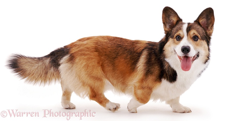 Pembrokeshire Welsh Corgi dog Lucky, 9 months old, white background
