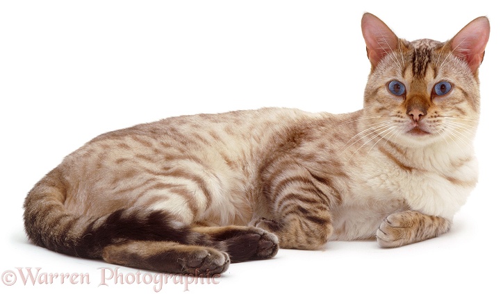 Blue-eyed Sepia-spotted Bengal male cat Lynx, lounging, white background