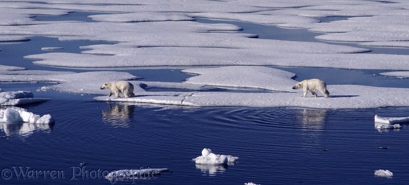 Polar Bears (Ursus maritimus) moving across an ice floe.  Arctic