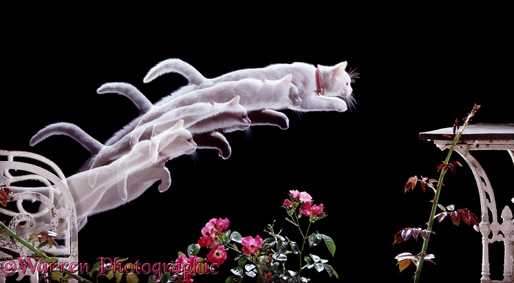 White cat Pyramus leaping over roses, 4 images