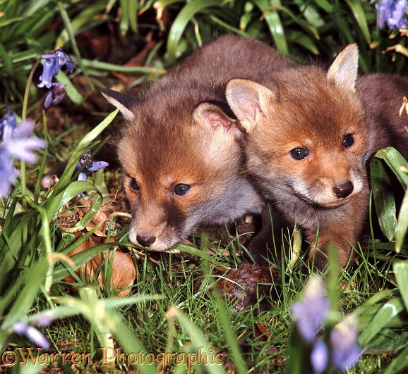Fox cubs among bluebells