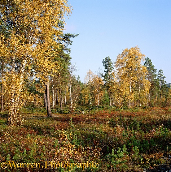 Lemmenjoki autumnal birches.  Finland