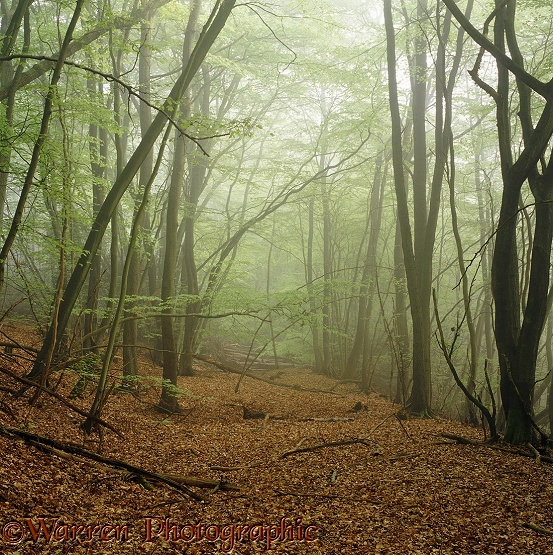 Beech (Fagus sylvatica) woodland with mist.  Surrey, England