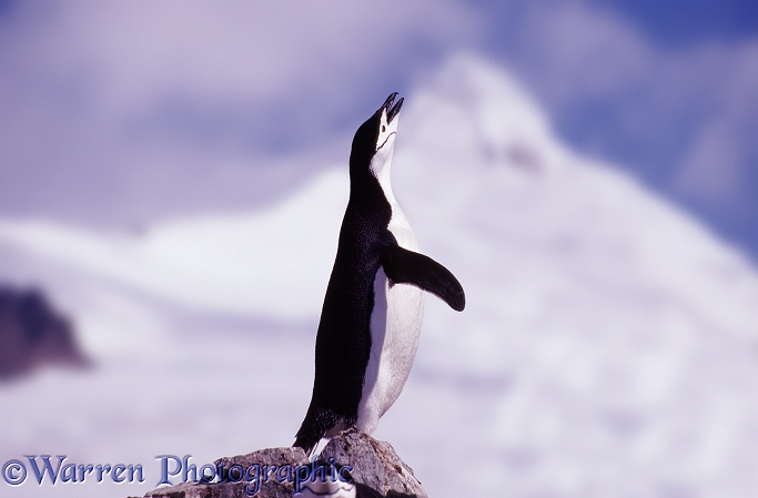 Chinstrap Penguin (Pygoscelis antarctica) calling to its mate.  Antarctica