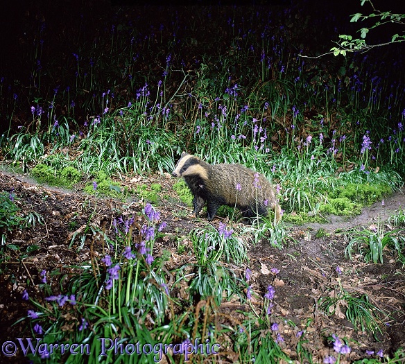 Badger (Meles meles) pausing to listen as it moves along its path through bluebells.  Europe