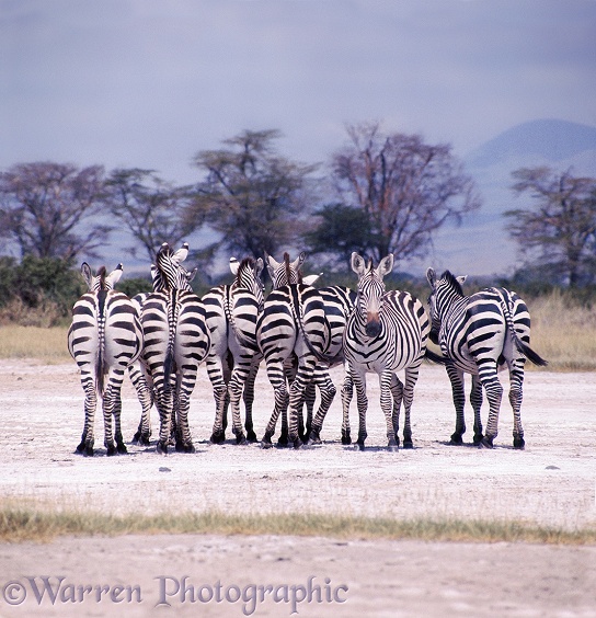 Zebras (Equus burchelli).  Africa