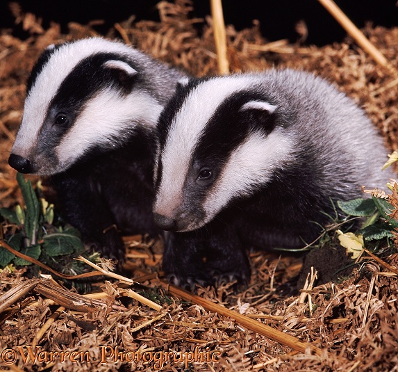 Badger (Meles meles) cubs.  Europe