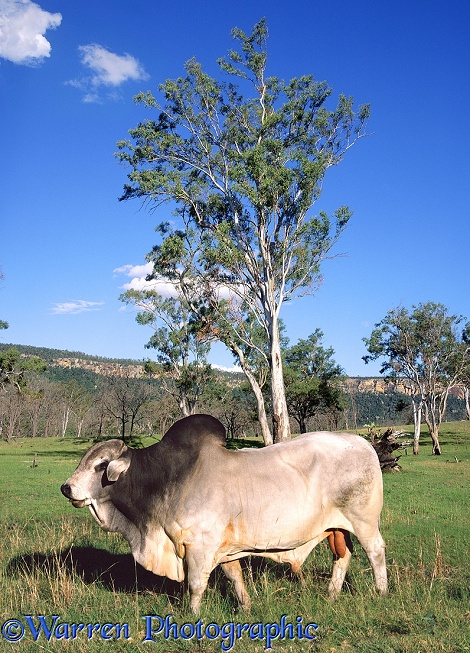Zebu Bull in Cania Gorge.  Australia
